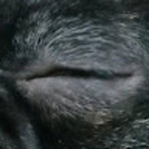 Meet your Posher, Harper